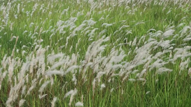 cogon grass or ilalang flowers sway in the wind, nature scene in summer.
