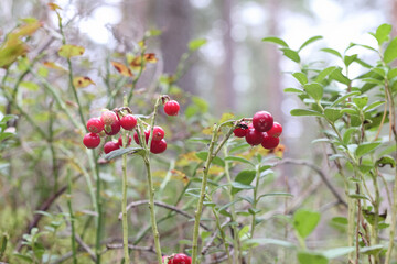 
Bunch of red lingonberries in the forest