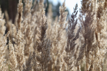 Fototapeta premium Blades of grass flutter in the wind