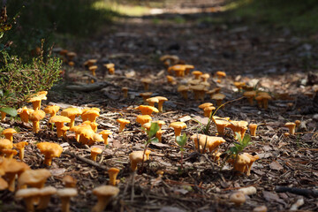 Yellow mushrooms in the autumn forest
