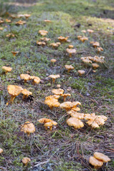 autumn mushrooms grow in the forest on the forest path