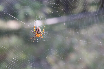 A spider sits in a twisted web
