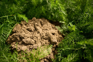 New molehill disrupting green garden