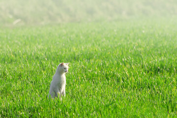 Stray Cat Stalks Prey in Lush Green Meadow