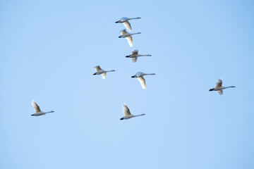 川島町白鳥飛来地の白鳥　埼玉県比企郡川島町