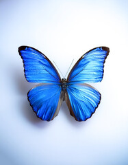 Fototapeta premium a blue butterfly, isolated on white background