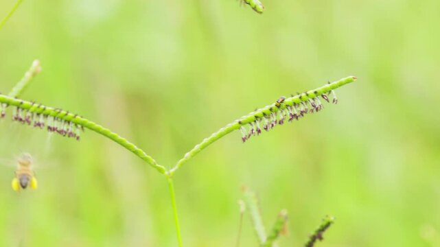 Slow motion of leaf beetle (Clytra laeviuscula) walking on grass panicle (Paspalum distichum) European honeybee (Apis mellifera) shown flying around spreading pollen. Bee corbiculae full of pollen