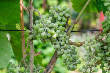 Erysiphe necator  on grape