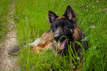 A German Shepherd dog on a walk in the park.