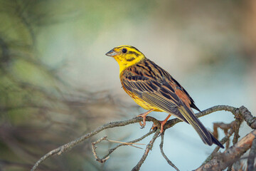 Yellowhammer, Emberiza citrinella. A bird sits on a branch