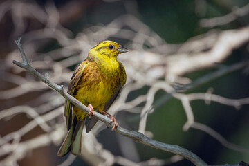 Yellowhammer, Emberiza citrinella. A bird sits on a branch