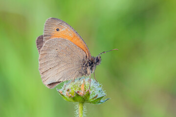 A butterfly collects nectar on a flower. Close-up. Macro.
