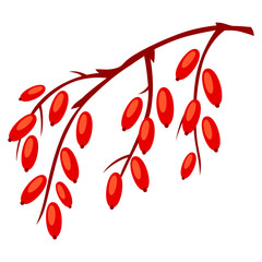 Illustration of branch with berries. Image of plant bunch.