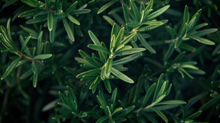 Fototapeta premium Close up of rosemary leaves, greenhouse background with copy space