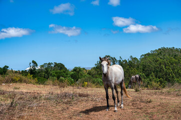 horse in a field