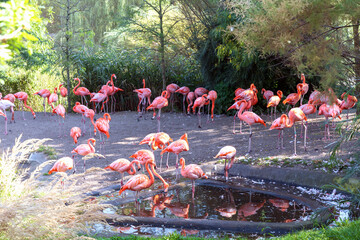 Obraz premium A flock of pink flamingo birds in the park by the pond