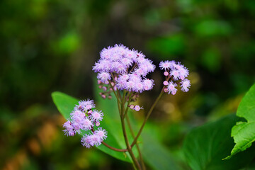 purple flowers in the forest. close up of purple flowers