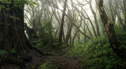 Fototapeta premium Deep tropical rainforest