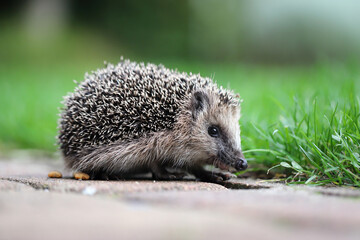 Young hedgehog, latin name is Erinaceus, walking in the garden on paving stones on the background of the lawn.