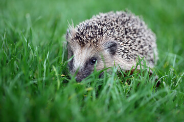 A young hedgehog hiding on the lawn in the garden. Selective focus, blurred background.