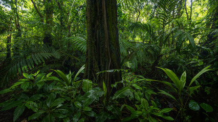 Deep tropical rainforest