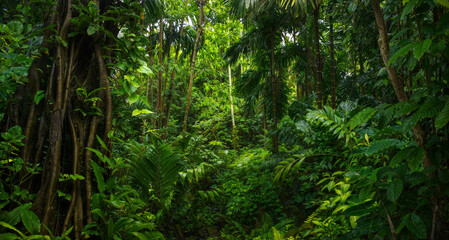 Deep tropical rainforest