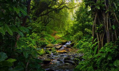 Fototapeta premium Deep tropical rainforest