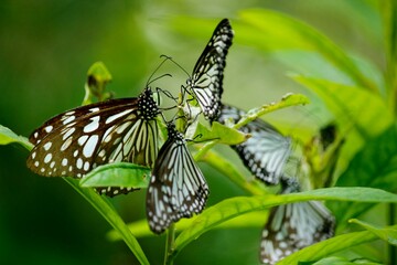 butterfly on a leaf