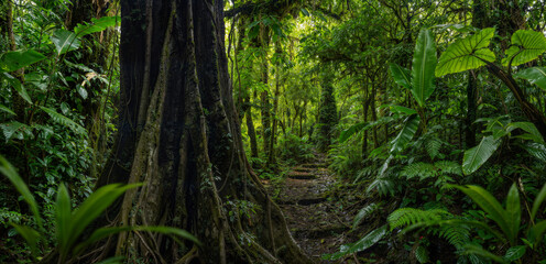 Obraz premium Deep tropical rainforest