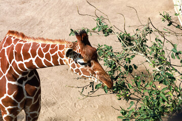 Obraz premium Beautiful giraffe eats leaves from a tree