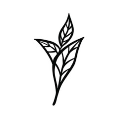 Tea leaves hand drawn vector illustration