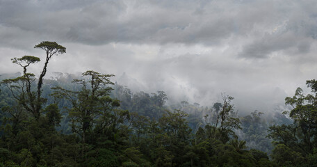 Deep tropical rainforest