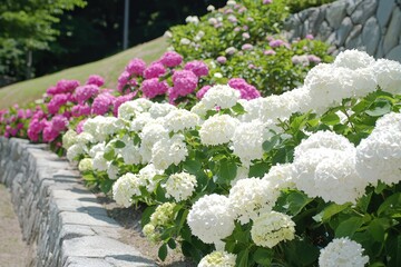 A vibrant display of blooming hydrangeas in a serene garden setting during summer