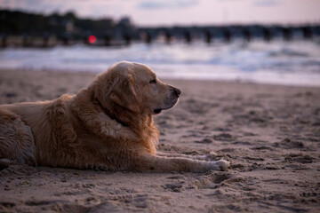 golden retriever lying on sand on the shore of the baltic sea at sunset