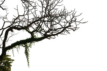 Dead branches , Silhouette dead tree or dry tree on white background with clipping path.