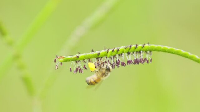 closeup of bee hanging from grass spikelet (Paspalum distichum). Bee corbiculae full of pollen. Shot in slow motion
