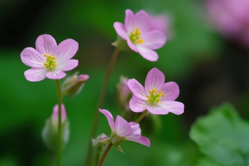 Fototapeta premium Delicate pink wildflowers bloom amidst green foliage in a serene garden setting