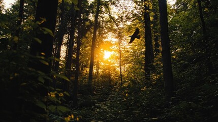 Obraz premium A bird soars through the trees as the sun sets in the forest.