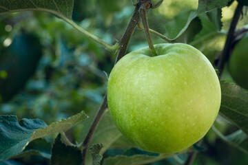 A green apple hanging on a tree in the garden