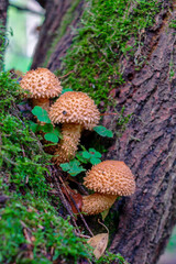 Pholiota squarrosa, commonly known as the shaggy scalycap