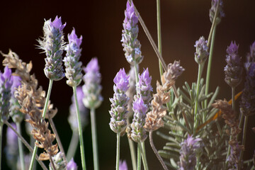 Lavender flowers blooming in the garden, close-up
Leaves, fruits, flowers, seeds of the plant known as Lavender (Lavandula dentata)