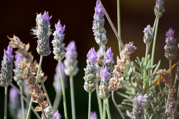 Obraz premium Lavender flowers blooming in the garden, close-up Leaves, fruits, flowers, seeds of the plant known as Lavender (Lavandula dentata)