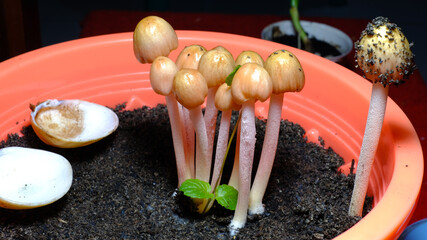 Magic mushrooms that usually grow from cow dung with the scientific name Psilocybe cubensis grow in...