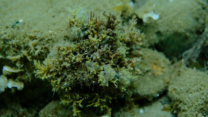 Encrusting colonial ascidian form or tunicate Diplosoma spongiforme undersea, Aegean Sea, Greece, Halkidiki, Pirgos beach
