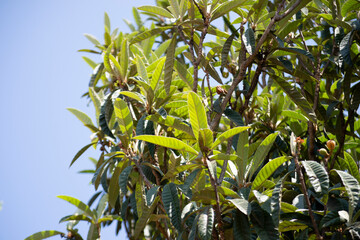 Plum or loquat tree (Eriobotrya japonica) in the fruiting phase, showing its seeds and ripe and green fruits