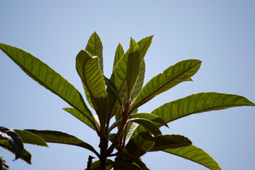 Plum or loquat tree (Eriobotrya japonica) in the fruiting phase, showing its seeds and ripe and green fruits.