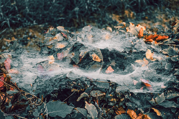 A delicate spider web is meticulously hanging above a pile of leaves