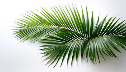 Fototapeta premium coconut tree leaves isolated on white background