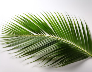 Obraz premium coconut tree leaves isolated on white background