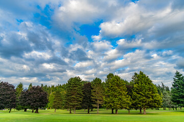 Meadow in mixed wood forest. Forest in summer nature. Forest environment. Green nature. Tree growing in park. Nature landscape. Landscape with forest or park in summer. Evergreen nature